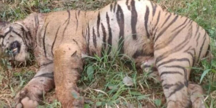tigress in sonbhadra
