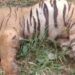 tigress in sonbhadra