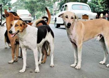 Stray Dogs