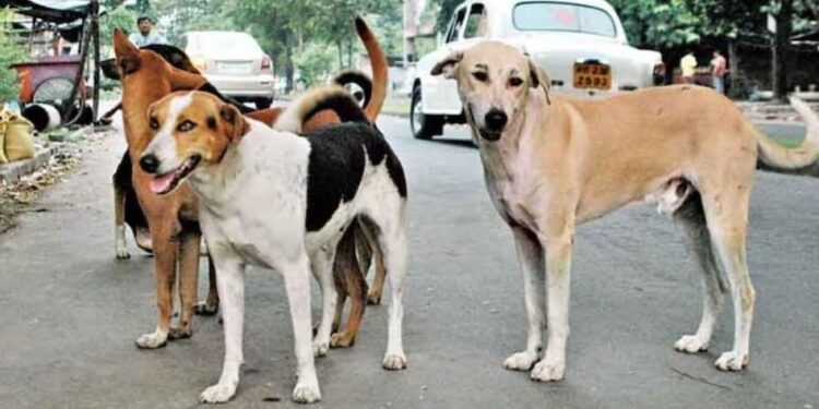Stray Dogs