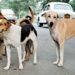 Stray Dogs