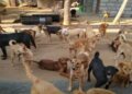 Dog Shelter Home