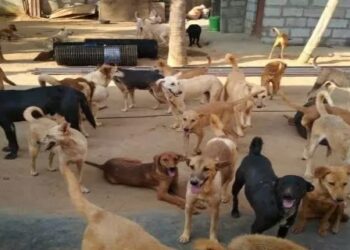 Dog Shelter Home