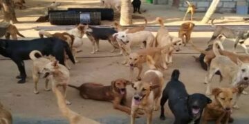 Dog Shelter Home