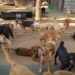 Dog Shelter Home