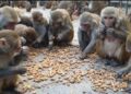 Monkey Control