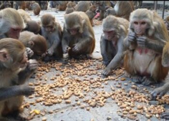 Monkey Control