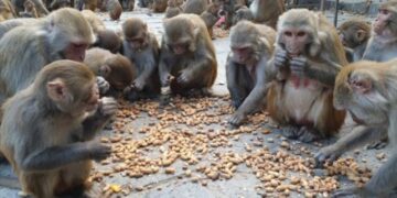 Monkey Control