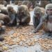 Monkey Control