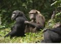 Ugandan Chimpanzees
