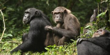 Ugandan Chimpanzees