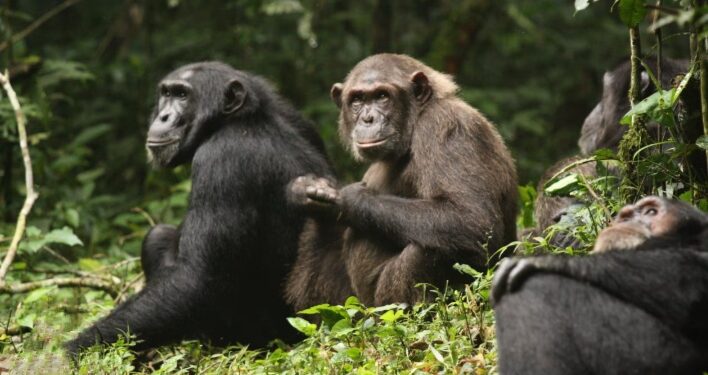Ugandan Chimpanzees