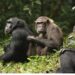 Ugandan Chimpanzees