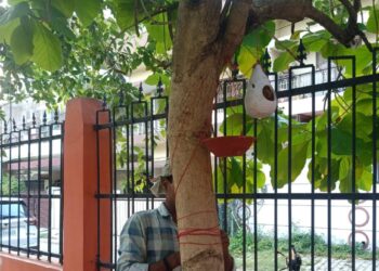 Birds Find Shelter