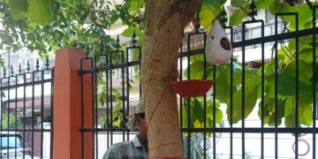 Birds Find Shelter