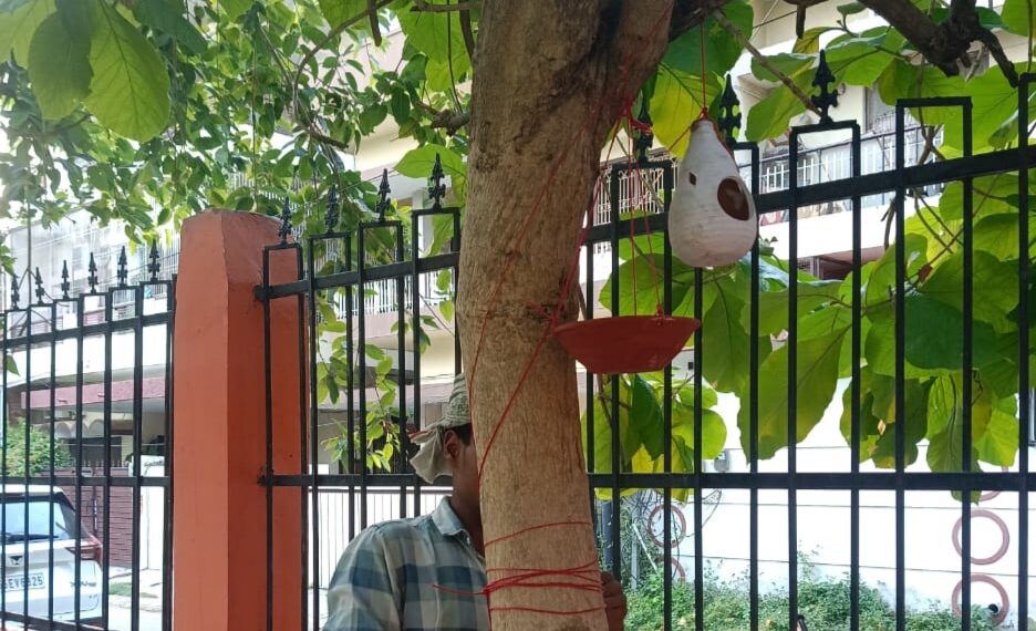 Birds Find Shelter